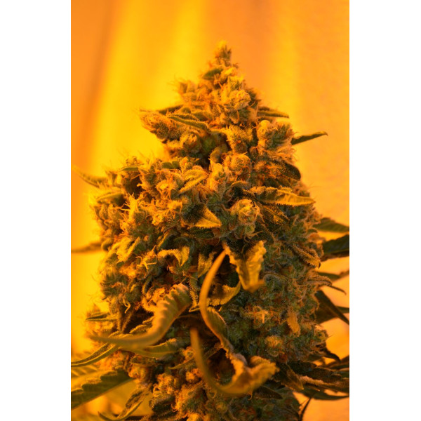 Critical Sour Diesel Feminised Seeds - 5