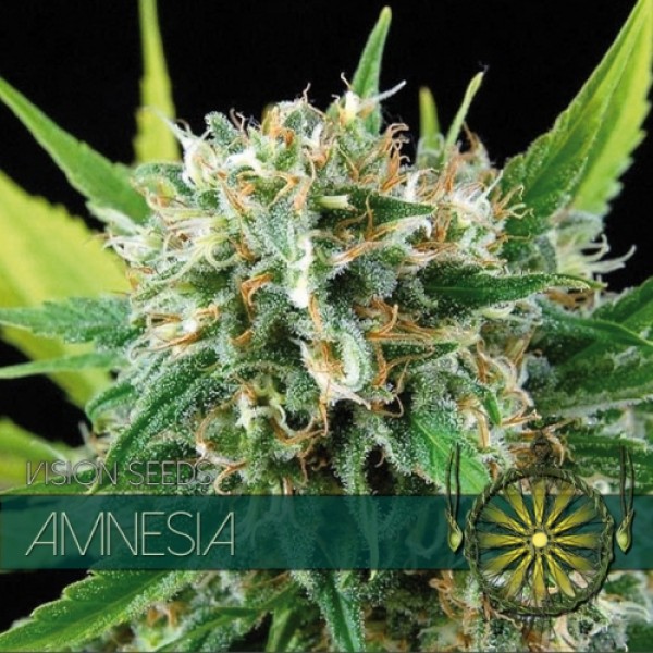 Amnesia Feminised Seeds - 5